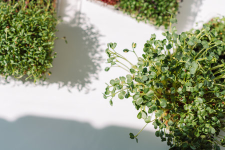Microgreens in trays on a white windowsill in the sunの写真素材