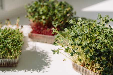 Microgreens in containers on a white windowsill in the sunの写真素材
