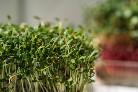 Close-up microgreens in containers under sunlightの写真素材