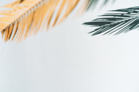 Dry palm branch under hard light against light backgroundの写真素材