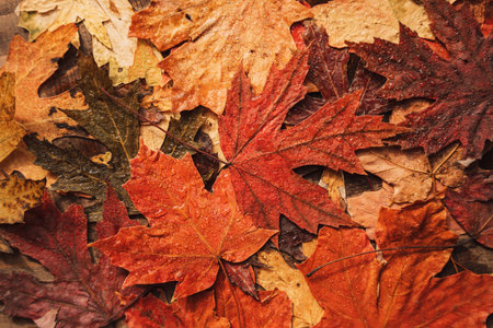 Background of autumn dry maple leaves close upの写真素材