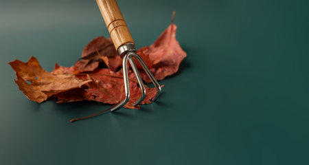 Dry maple leaves with rake on green background
