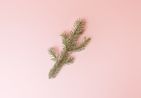 Small Christmas tree branch on a pink background