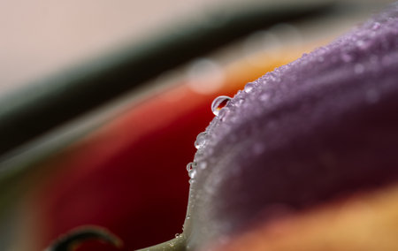 Background of a colored bouquet of tulips in water drops close-upの写真素材
