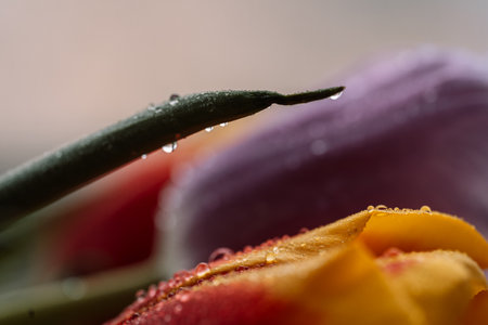 Background of a colored bouquet of tulips in water drops close-upの写真素材