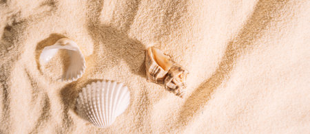 Yellow clean sand with shells