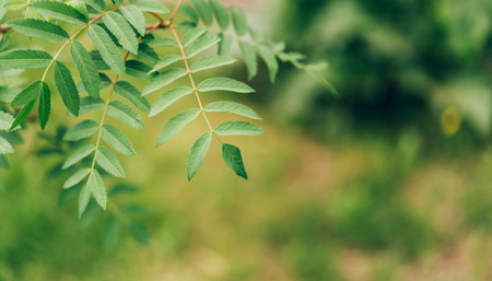Branch of mountain ash with young leaves opposite the blurry backgroundの写真素材