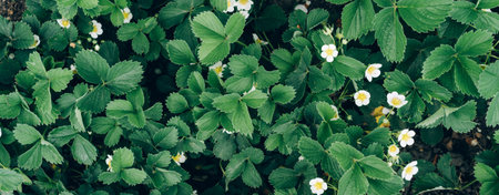 Blooming strawberry bushes close -upの写真素材