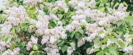 Big bush of flowering lilacs with white flowersの写真素材