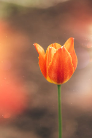 Flowering of a lonely tulip orange colorの写真素材