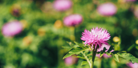 Blooming purple astra below the blurry background of the flower gladeの写真素材
