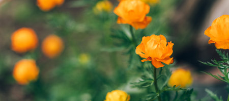 Flowering flowers trollius asiaticus of orange colorの写真素材