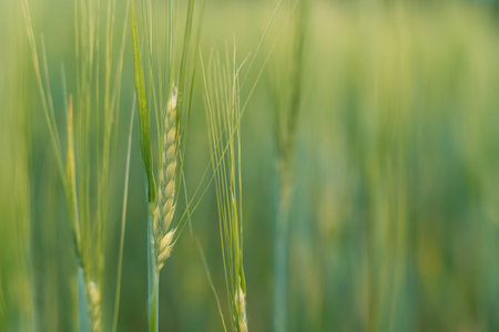 Green ears of wheat close up against blurred green fieldの写真素材