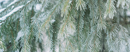 Background of winter fir branches. Merry Christmasの写真素材