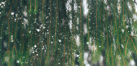 Green winter fir branches with snowの写真素材