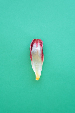 Withered tulip isolated on green background.の写真素材