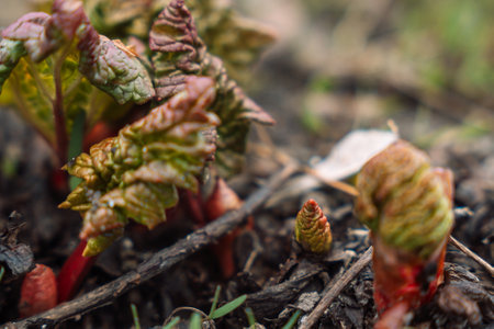 Young rhubarb that begins to grow in springの写真素材