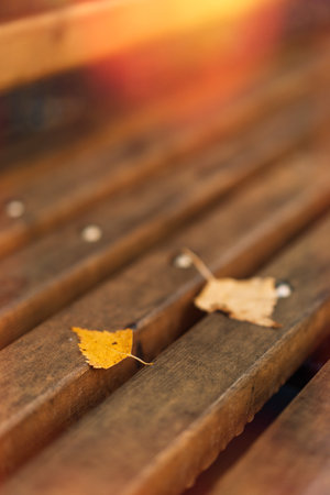 Two fallen yellow birch leaves on wooden bench under warm autumn lightの写真素材