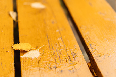 Yellow birch leaves on painted wooden benchの写真素材