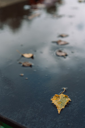 Yellow leaves scattered on dark surfaceの写真素材