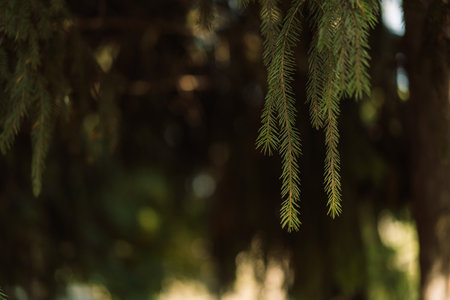Hanging spruce needles closeup with blurred forest backgroundの写真素材