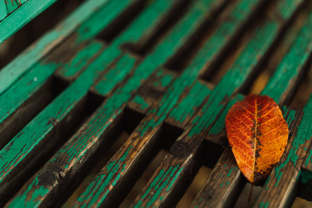 Autumn leaf on old green wooden bench closeup textureの写真素材