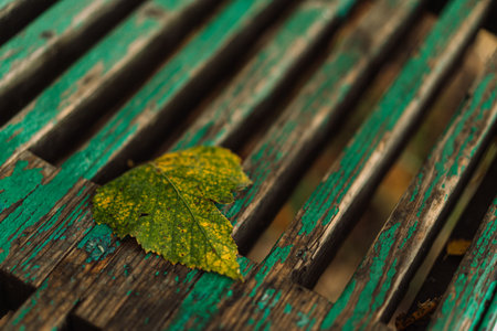 Yellow green leaf on cracked paint wooden benchの写真素材