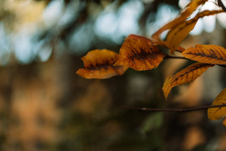 Yellow orange autumn leaves on branch with gentle forest bokeh