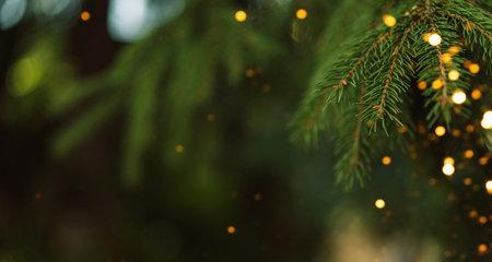 Fir branch detail with twinkle lights, festive Christmas backgroundの写真素材