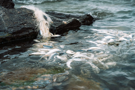 Dead small fish entangled in fishing net by rocky shoreの写真素材