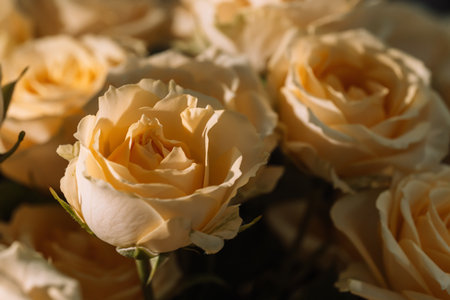 Soft cream rose flowers with warm bokehの写真素材