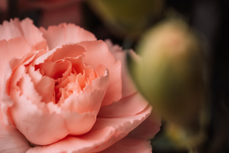 Peach carnation flower macro with gentle petals