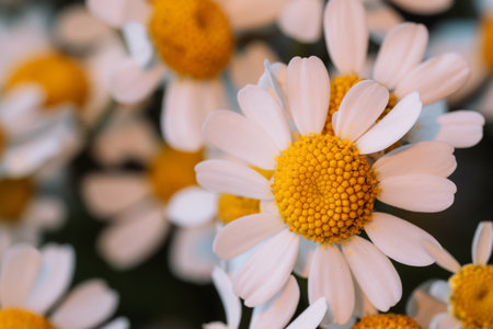 Single chamomile daisy macro with yellow centerの写真素材