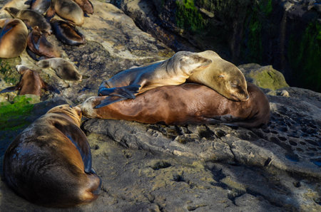 Sealions in Deep Slumberの写真素材