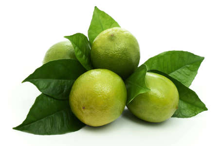 Limes.の写真素材