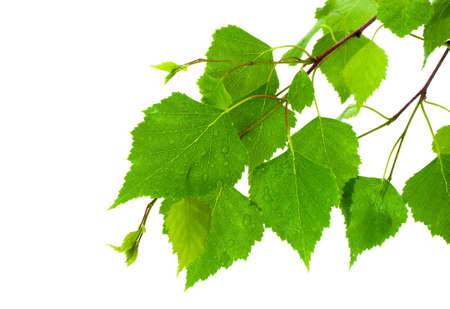 Birch leavesの写真素材