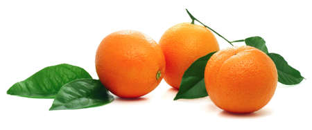 Ripe oranges with green leaves の写真素材