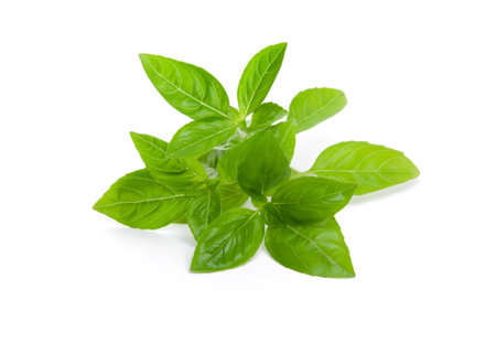 Fresh, juicy basilの写真素材