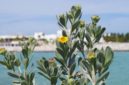 Wild Flowers over viewing the canalの写真素材
