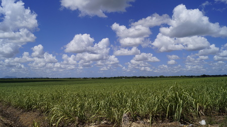 Sugar Cane plantation at the Dominican Republicの写真素材
