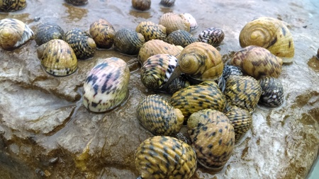 snails on a rockの写真素材