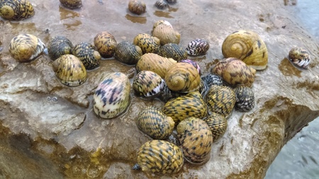sea snails on the rocksの写真素材