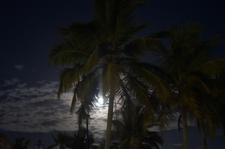 Moon behind the coconut treeの写真素材