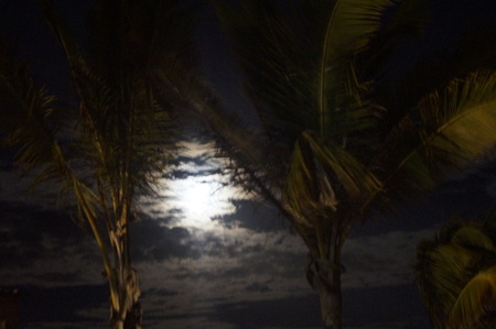 Moon behind the coconut treesの写真素材