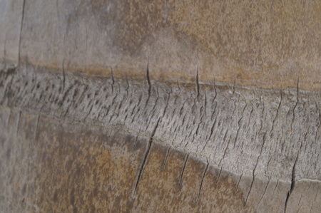 Coconut tree barkの写真素材