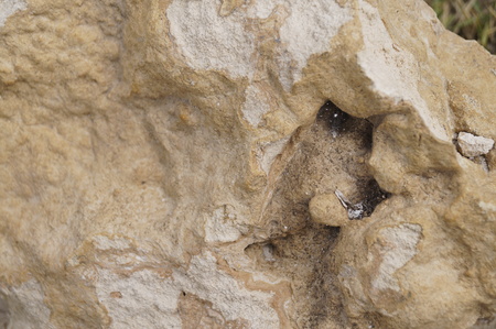 Coral stone from the Dominican Republicの写真素材