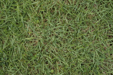 Grass background