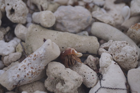 (Coenobita clypeatus) Tiny hermit crab inside a re shell over surrounded by bumblebee seashells and dead coral on a small patch at the beachの写真素材