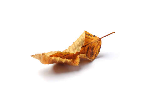 Dried linden leaf on the white backgroundの写真素材