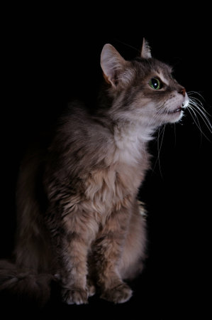 Cat on the black backgroundの写真素材